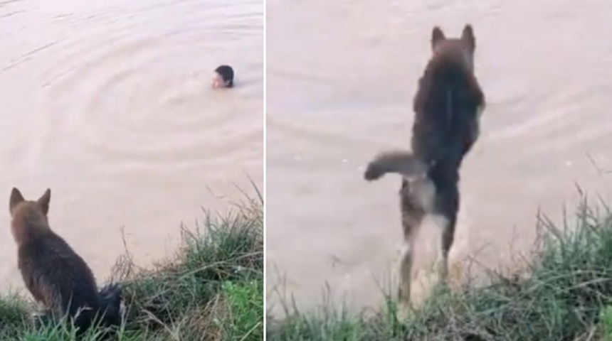 Un perro salva a su dueño de morir ahogado