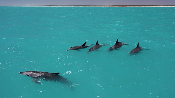 delfines