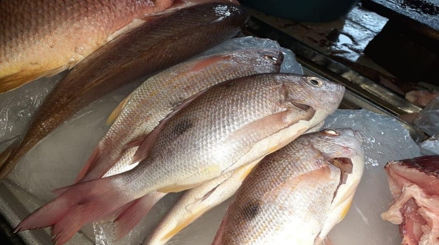 Comerciantes de mariscos aumentan precio en la libra del pargo