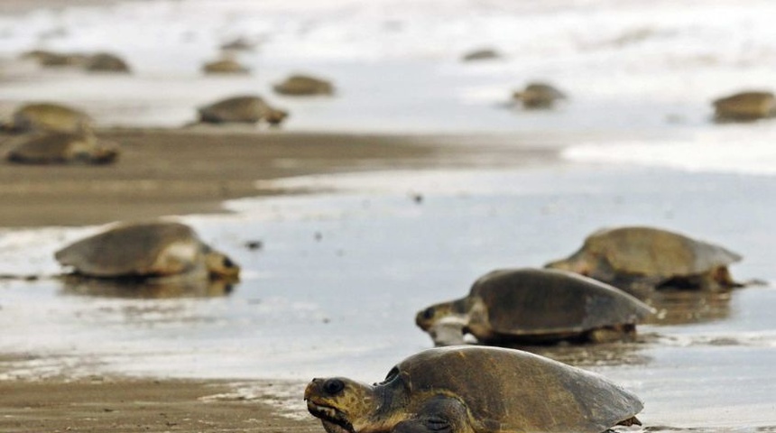 Tortugas en peligro de extinción invaden las playas del Pacífico de Nicaragua