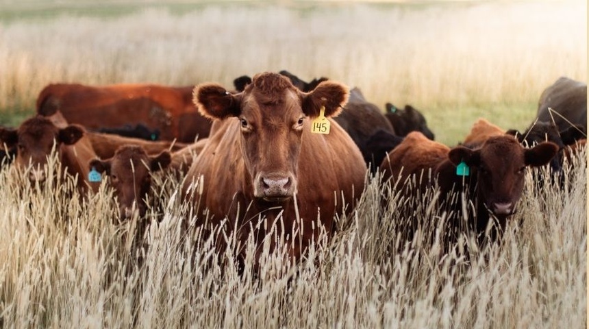 Nicaragua confirma 55 casos de gusano barrenador en animales, la mayoría en ganado bovino