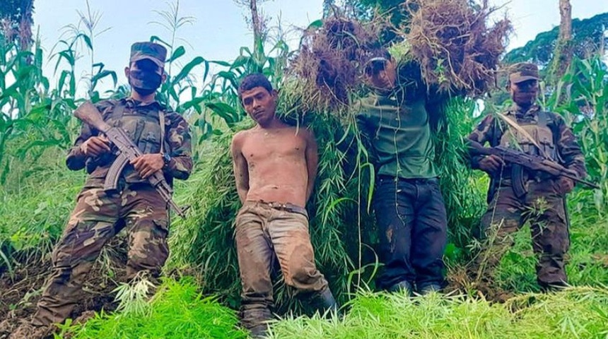 Nicaragua decomisa 8.000 plantas de marihuana y detiene a dos nicaragüenses