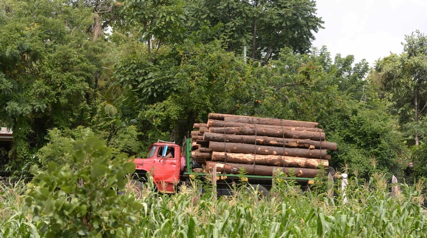 Régimen en Nicaragua suspende veda para pino, cedro real y pochote en área protegidas, denuncia ambientalista