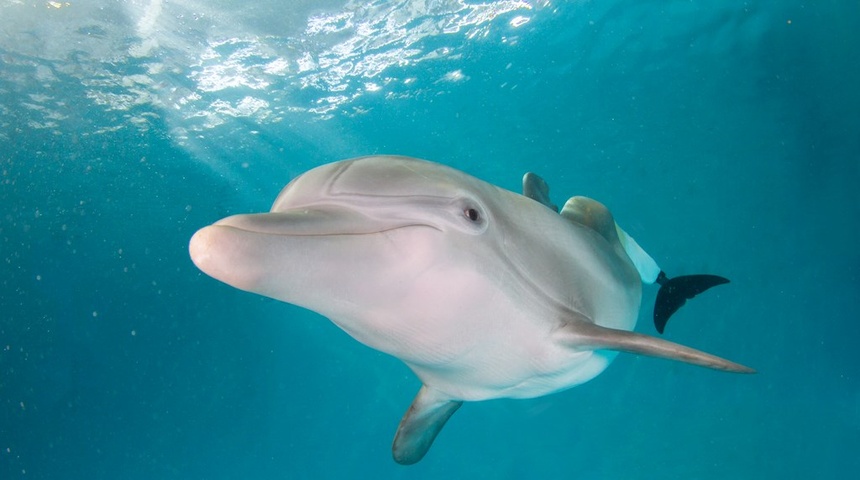 Winter, la delfín que inspiró "Dolphin Tale", tiene un memorial en Florida