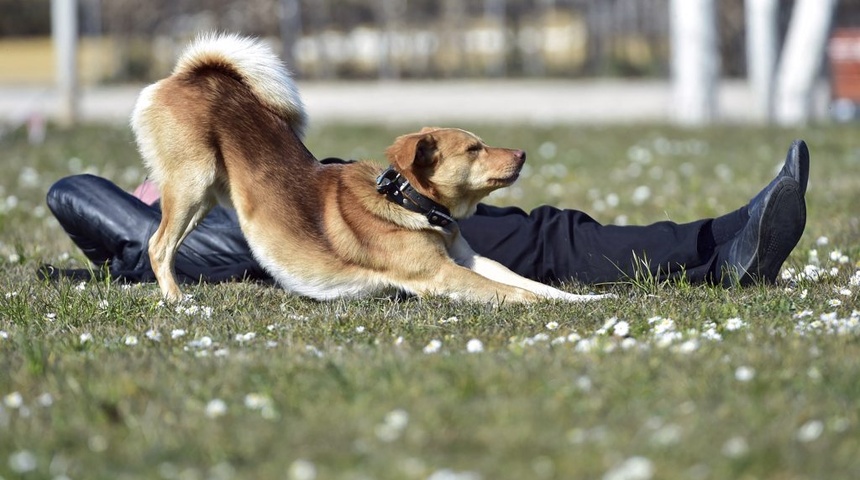 La genética da pistas de cómo el perro se convirtió en nuestro mejor amigo