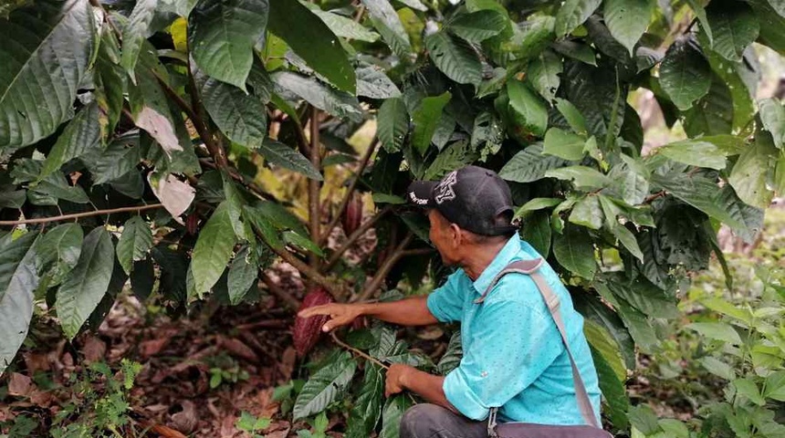 Campesino nicaragüense elige el cacao frente al ganado y ya ve los resultados