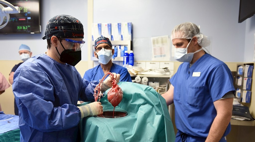 Trasplantan con éxito un corazón de cerdo a un hombre en EE.UU.