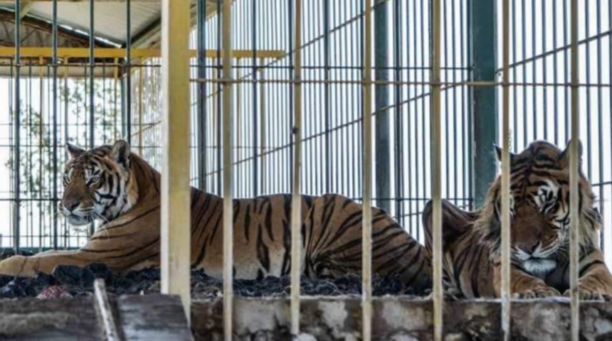 Tigres devoran a cachorra en circo que se presenta en Matagalpa