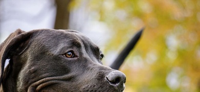 muerte abuela perro pitbull