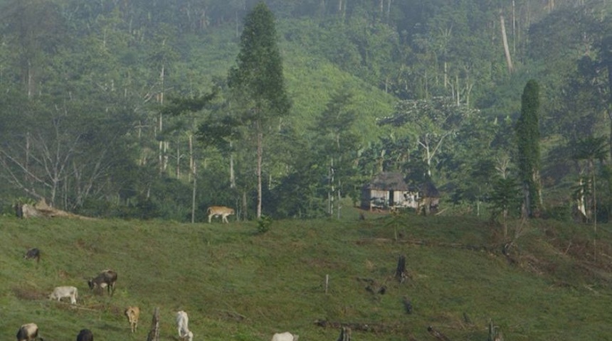 Guardabosques piden detener la venta de carne bovina del ganado ilegal criado en áreas protegidas en Nicaragua