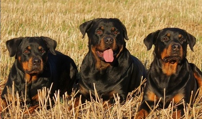 cinco perros raza rottweiler matan dueno