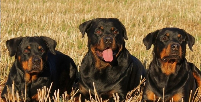 cinco perros raza rottweiler matan dueno