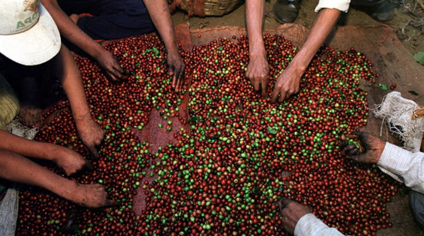 Productores reportan pérdidas por lluvias