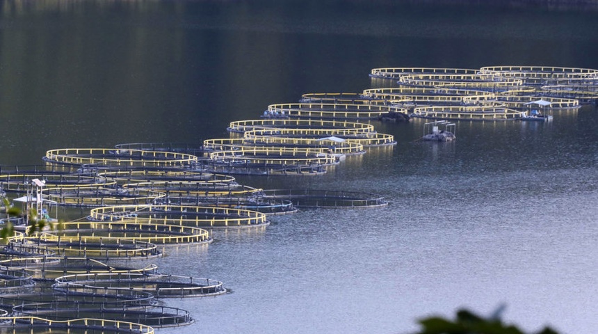 Honduras será sede en marzo de la Feria Internacional de la Tilapia