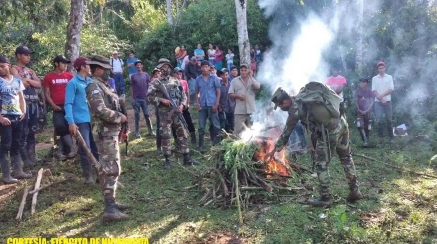 Ejército de Nicaragua incinera más de 2,800 plantas de marihuana en Jinotega