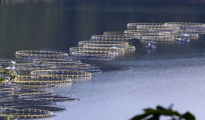 honduras sede feria internacional tilapia