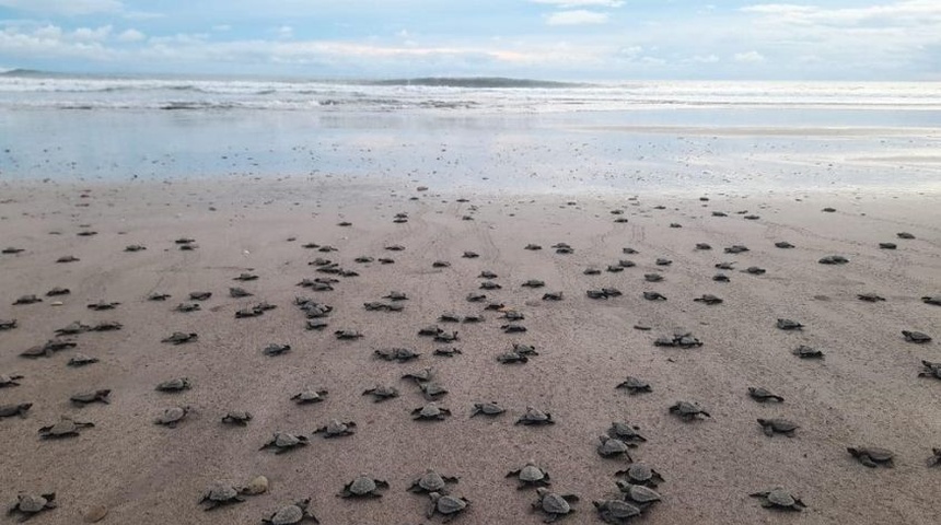 Liberan en el Pacífico de Nicaragua otras 5.000 tortugas de paslama, especie en peligro