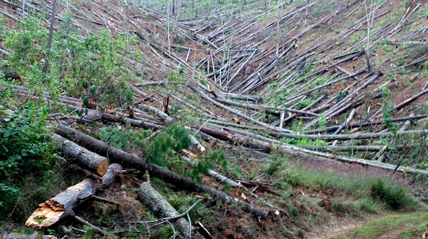 Nicaragua autoriza el corte de pinos, incluso en áreas protegidas