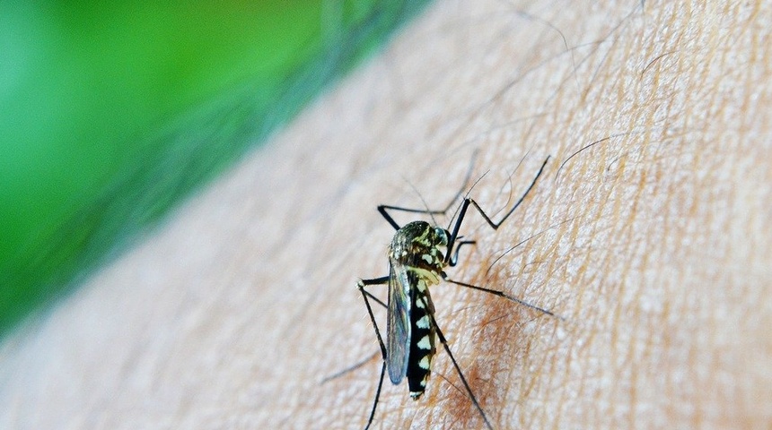 Lámpara antimosquitos, una solución efectiva y sencilla para tu hogar