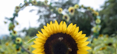 campo de girasol catarina masaya