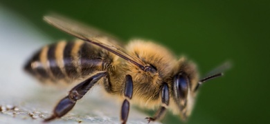 hombre muere nicaragua ataque abejas africanas