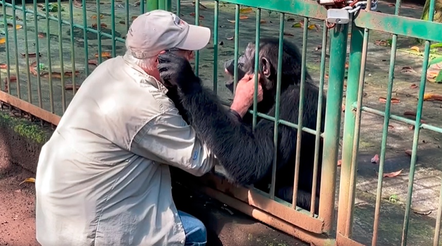 Conmovedora despedida de veterinario que cuidó a un chimpancé en Nicaragua