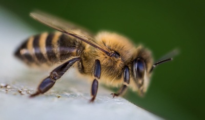 hombre muere nicaragua ataque abejas africanas