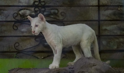 presentan puma albino zoologico chontales nicaragua