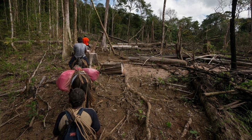 Las multinacionales han arrasado 50 millones de hectáreas de bosques