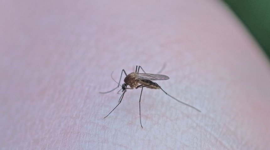 Incrementan a 32% casos de dengue en Nicaragua, el país acumula casi 47 mil casos