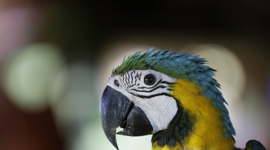 Nidos artificiales para salvar al guacamayo verde en los bosques de Panamá