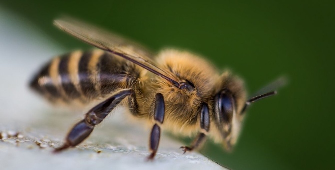 hombre muere nicaragua ataque abejas africanas