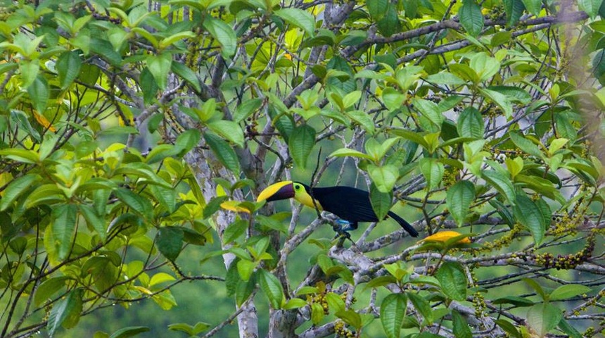 Animales "se toman" WhatsApp para hacer conciencia sobre los bosques de Nicaragua