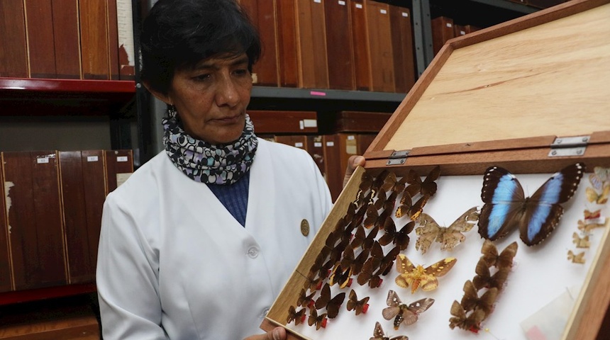 Julieta Ledezma, guardiana y madrina de una decena de insectos en Bolivia