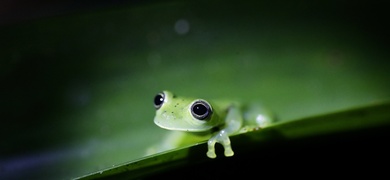 reserva cerro chucanti en panama