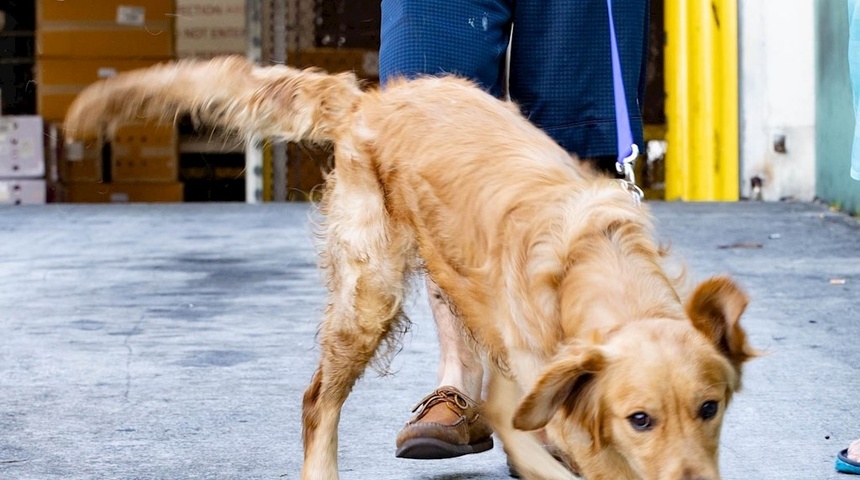 Llegan a Florida 20 golden retriever salvados de carnicerías en China