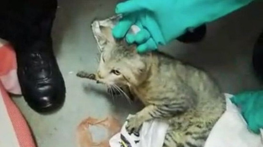 VIDEO: Gato llevaba celulares a presos en cárcel tica