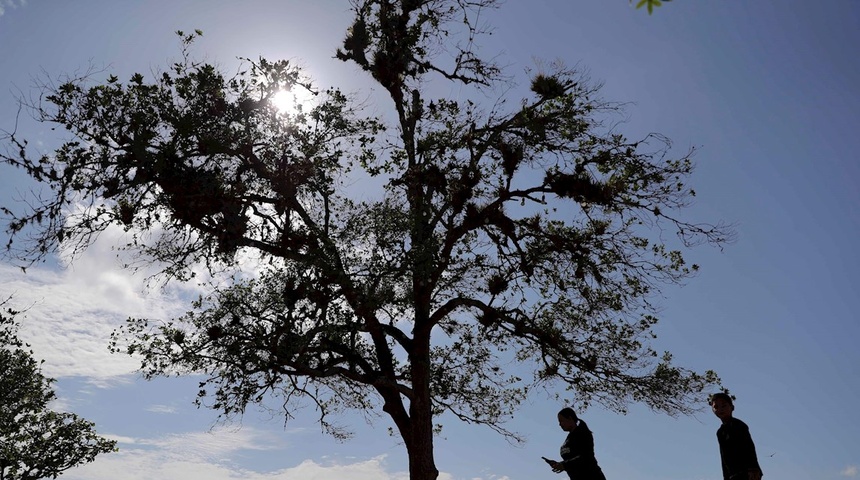 Honduras conmemora el "Día del árbol" con una creciente destrucción de sus bosques