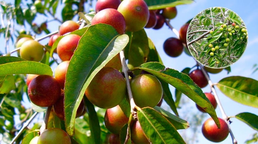 Una exótica fruta del Amazonas podría convertirse en un arma contra la obesidad