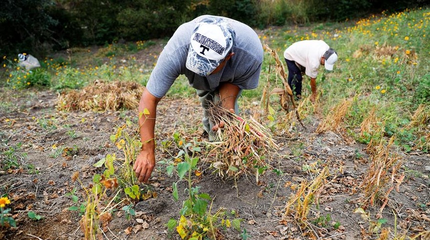 Inseguridad alimentaria, la otra pandemia que arrastra Honduras