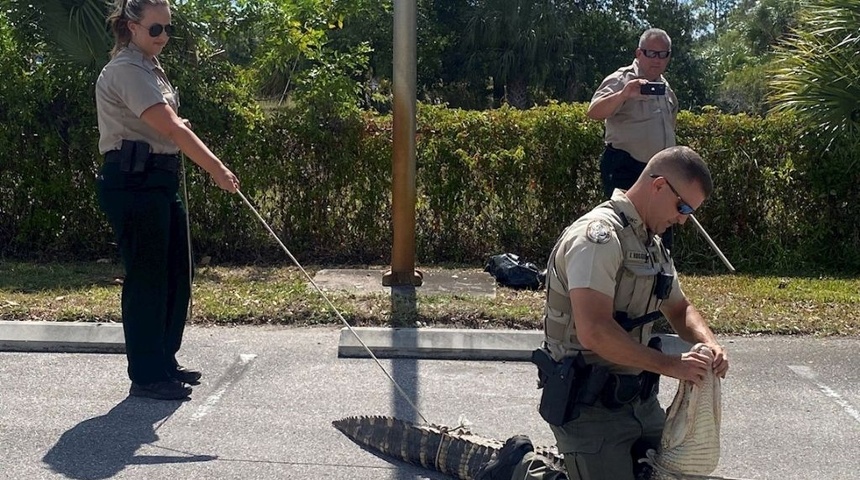 Capturan en Florida caimán que perseguía a clientes afuera de un restaurante