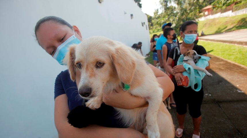 Cientos de mascotas son vacunadas en Panamá: "Son parte de la familia"