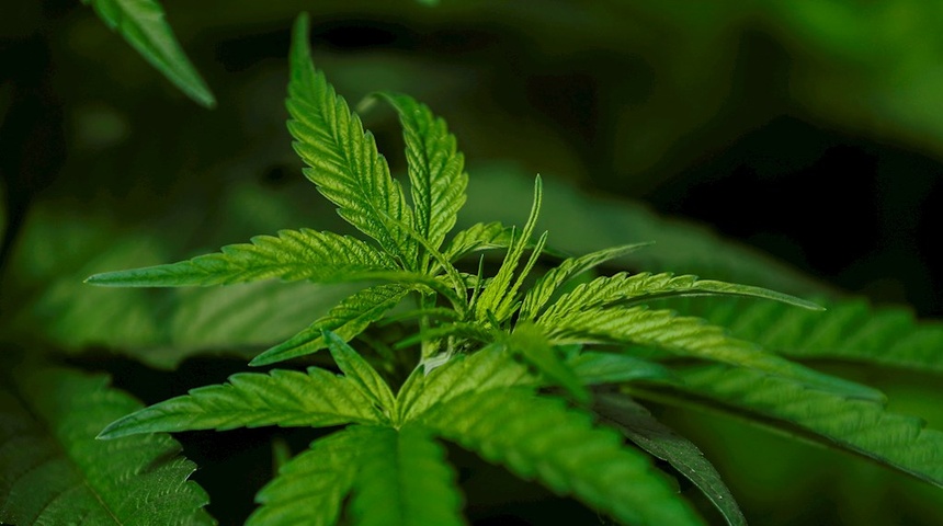 Panamá legaliza el uso medicinal y terapéutico del cannabis