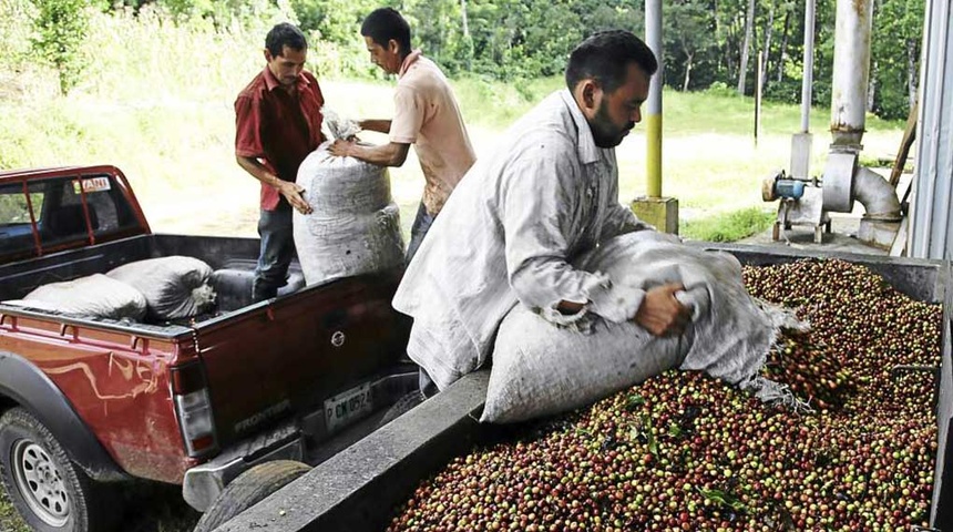 Cafetaleros pagarán un dólar por cada quintal exportado