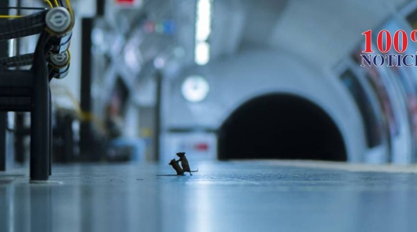 Pelea de ratones en metro de Londres gana premio a la mejor foto de naturaleza del año