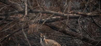 incendios bosques australia