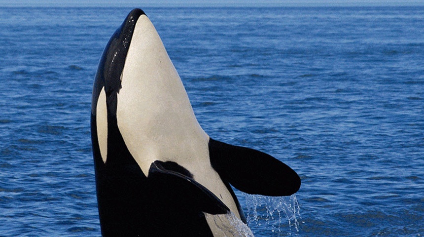 Descubren que la orcas tienen personalidad