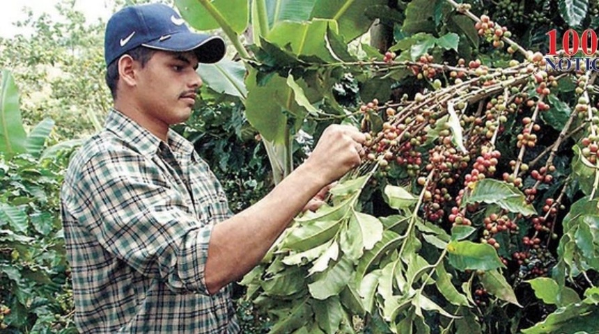 Cafetaleros de Nicaragua implementarán medidas de bioseguridad ante el Covid-19