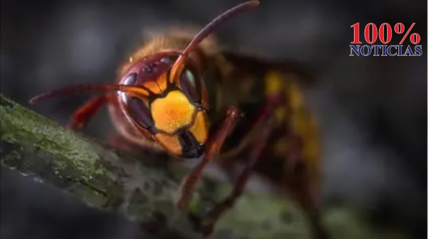 Alerta en EEUU por la llegada al país de un insecto letal