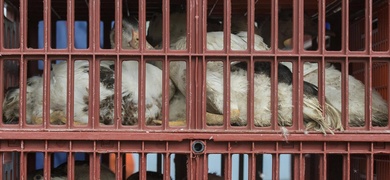 aves llevadas matadero eeuu